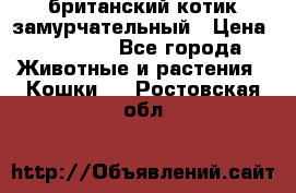 британский котик замурчательный › Цена ­ 12 000 - Все города Животные и растения » Кошки   . Ростовская обл.